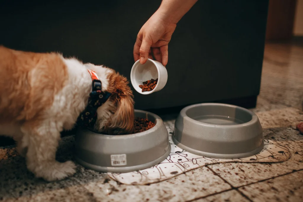 Shih Tzu puppy eating from a metal bowl on a tile floor while a hand holds a small cup