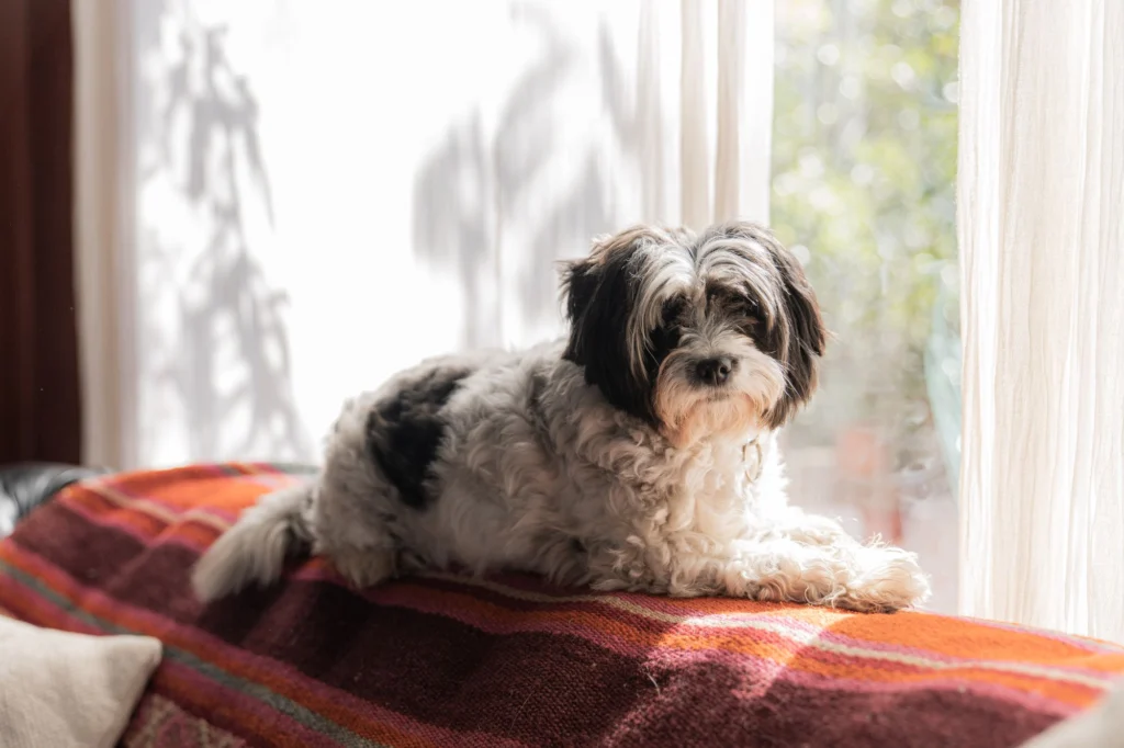 Shih tzu resting on a blanket by a sunny window