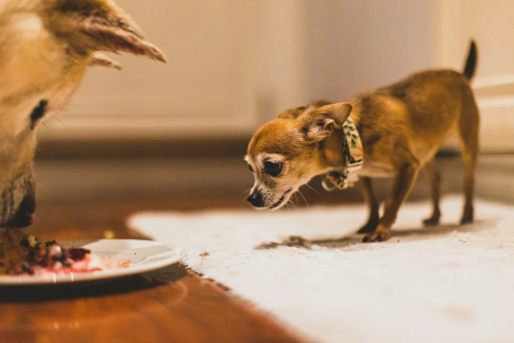 Small brown dog eating its food from a plate on the floor