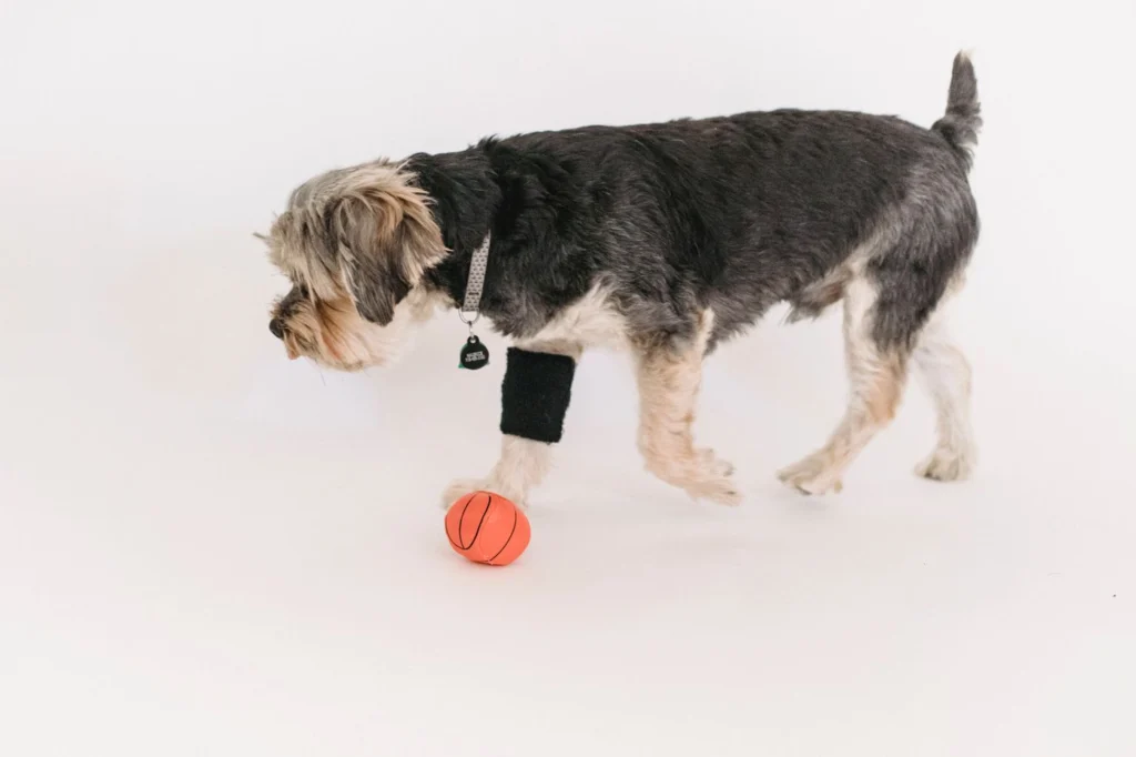 Small Yorkshire Terrier walking toward an orange rubber ball toy on a white background