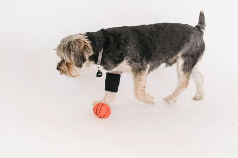 Treat Ball for Small Dogs and Cats: How to Choose and Our Pick (2026)