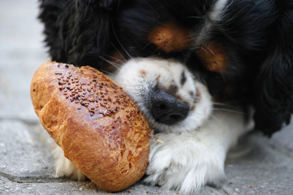 5 Signs Your Dog Eats Too Fast (And How to Fix Each One)