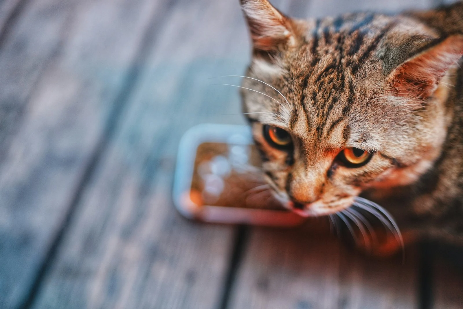 Best Slow Feeder for Cats in 2026