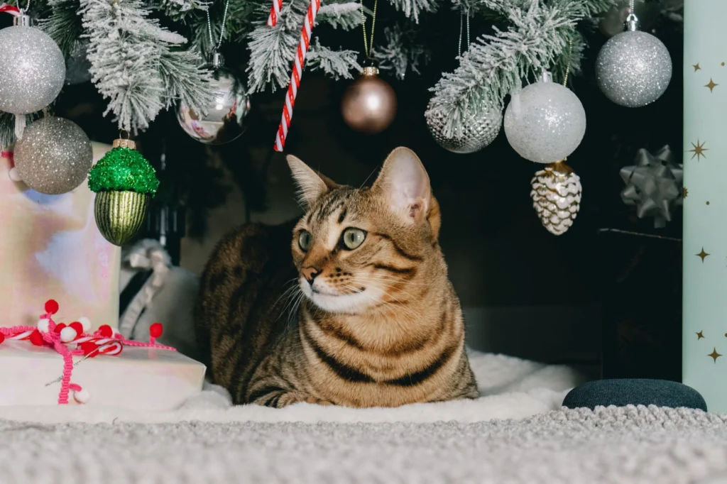 Tabby cat resting under a frosted Christmas tree with silver ornaments and a candy cane