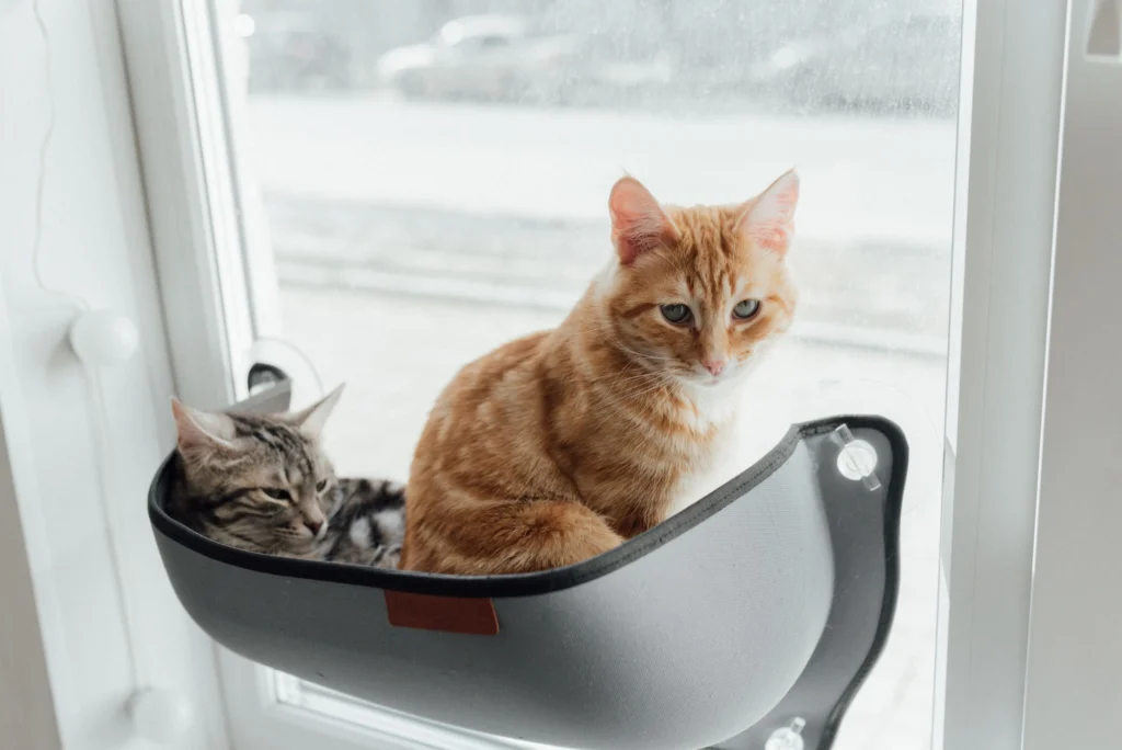 Two cats sharing a window perch at home