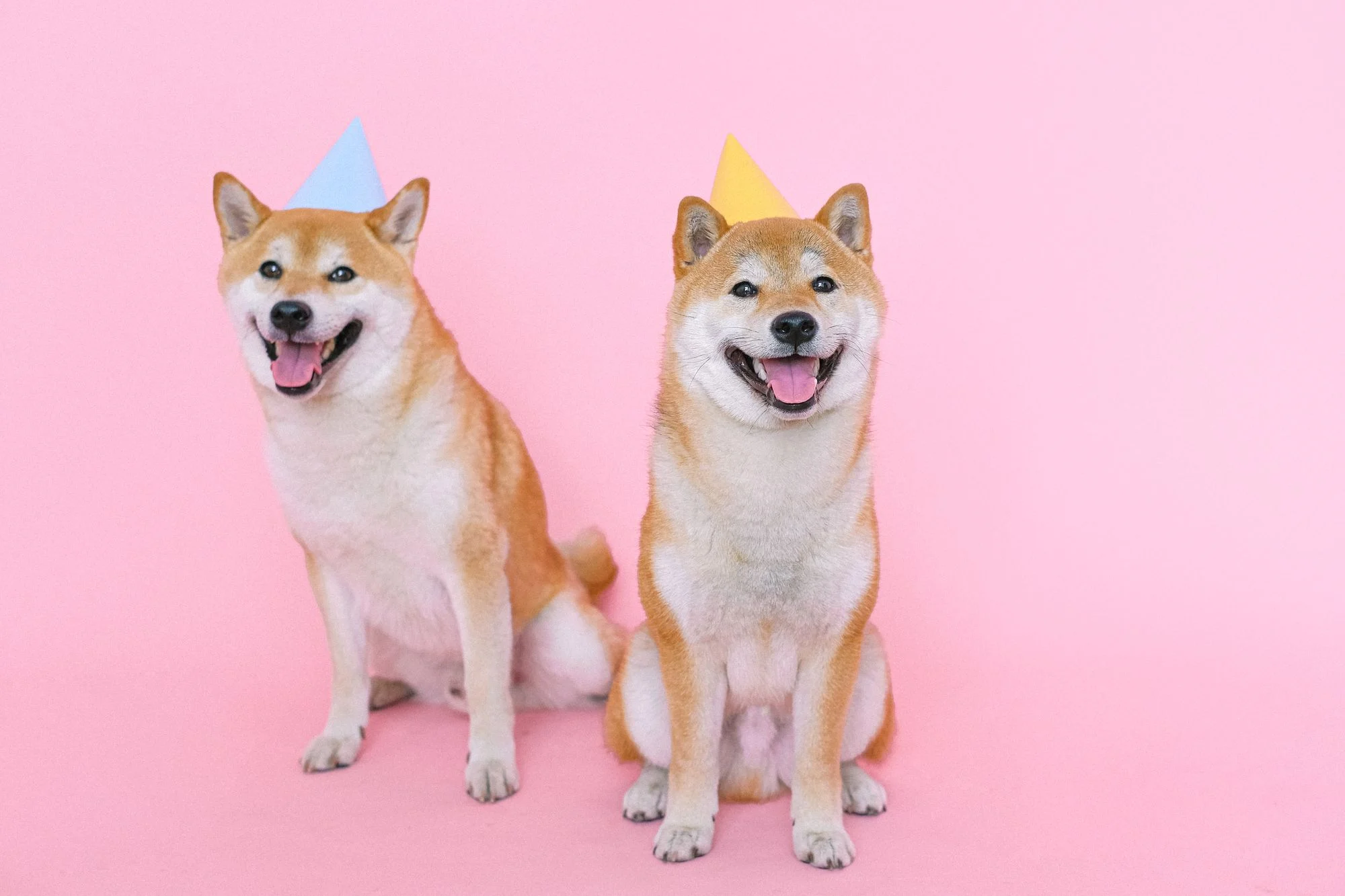 Slow Feeder vs Puzzle Feeder: Which Is Right for Your Dog?