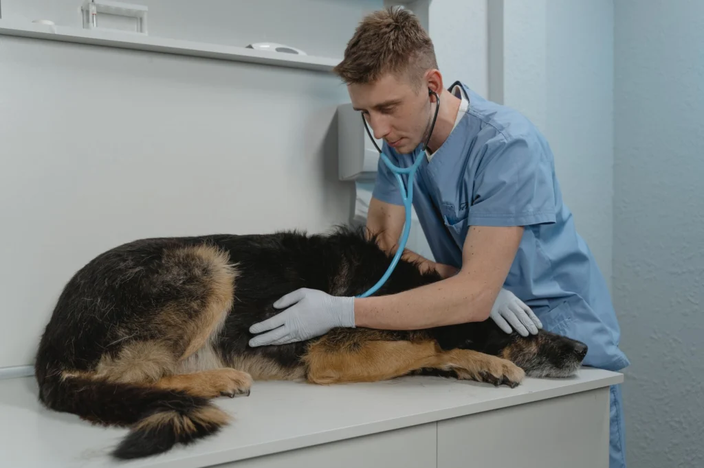 Veterinarian listening to a German Shepherd with a stethoscope
