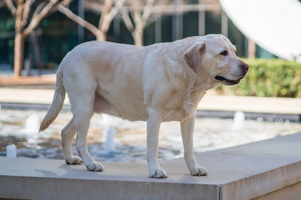Can a Slow Feeder Help My Dog Lose Weight? Portion Control That Works