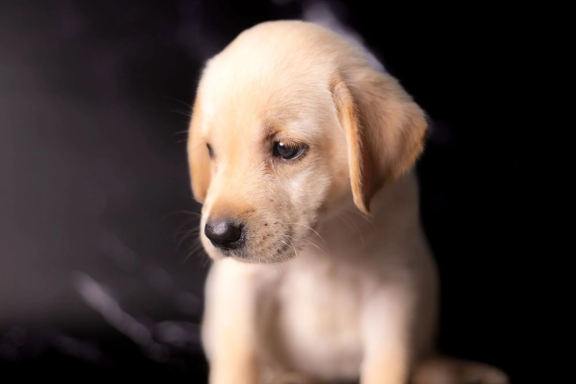 Puppy Feeding Schedule by Age: How Much and How Often to Feed